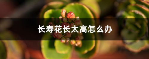 长寿花长太高怎么办