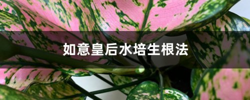 如意皇后水培生根法