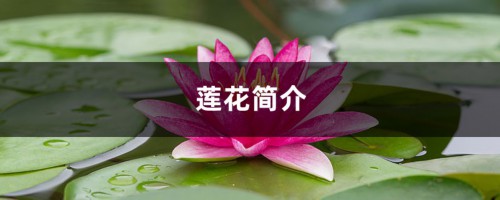 莲花简介，莲花有毒吗