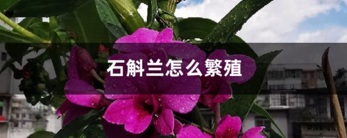 石斛兰怎么繁殖