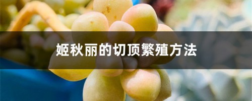 姬秋丽的切顶繁殖方法